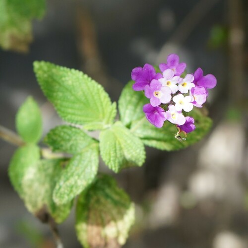 Lantana rugulosa, photograph 5
