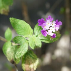 Lantana rugulosa, photograph (c) Esteban Poveda, some rights reserved (CC BY)