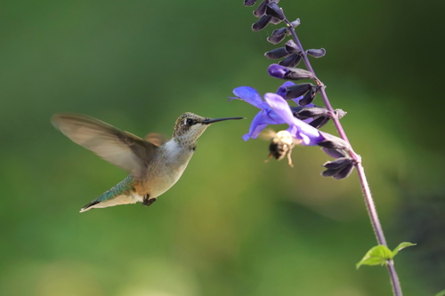 Ruby-throated Hummingbird photographed in New York