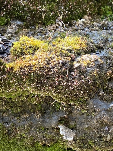 Hymenostylium recurvirostrum observed 2024-08-27