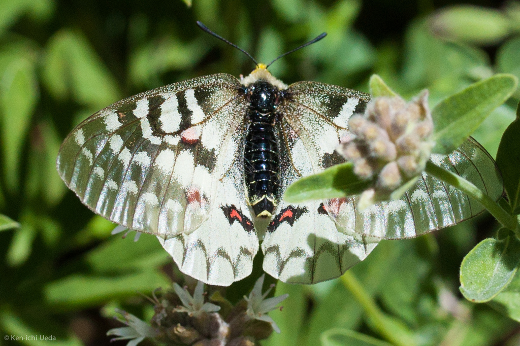Clodius Parnassian