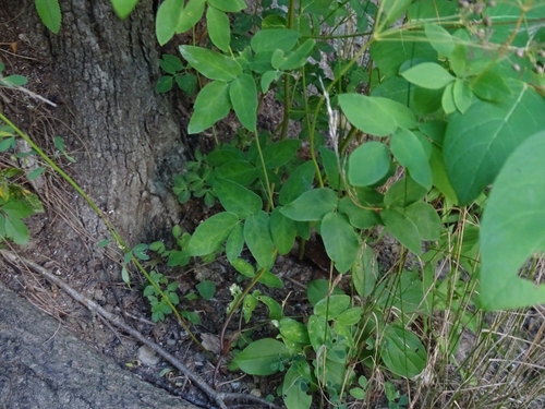 Image of Taenidia integerrima by no rights reserved