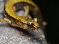 Dunn's Salamander photo 1