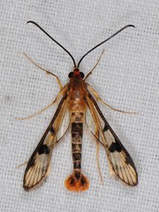 Synanthedon acerni