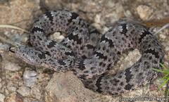 Crotalus lepidus klauberi