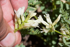 Astragalus bolanderi