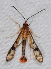 Synanthedon acerni