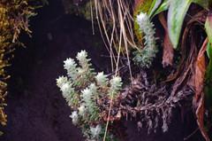 Lasiocephalus ovatus