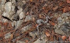 Crotalus lepidus klauberi