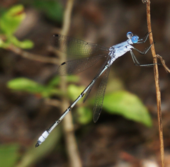 Lestes sigma