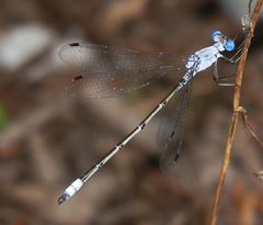 Lestes sigma