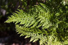 Athyrium americanum