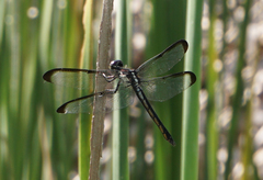 Libellula incesta