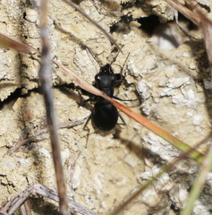 Dromochorus belfragei