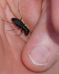 Dromochorus belfragei