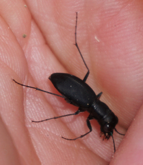Dromochorus belfragei