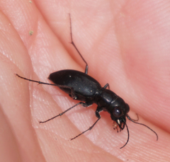 Dromochorus belfragei