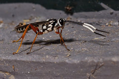 Lymeon orbus