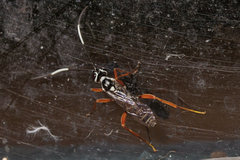Lymeon orbus