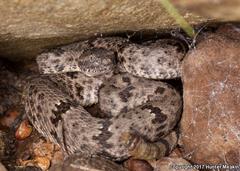 Crotalus lepidus klauberi