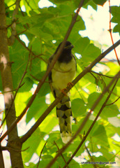 Urocissa flavirostris