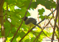 Urocissa flavirostris