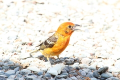 Piranga bidentata flammea