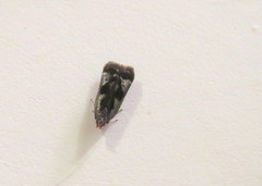 Dichomeris ochripalpella