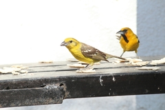 Piranga bidentata flammea