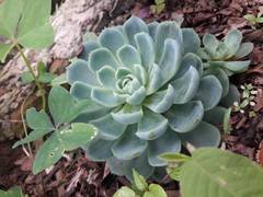 Echeveria elegans