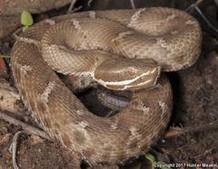 Crotalus willardi willardi