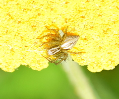 Oxyopes lineatus