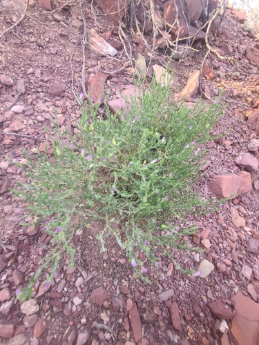 Image of Hebecarpa macradenia by no rights reserved