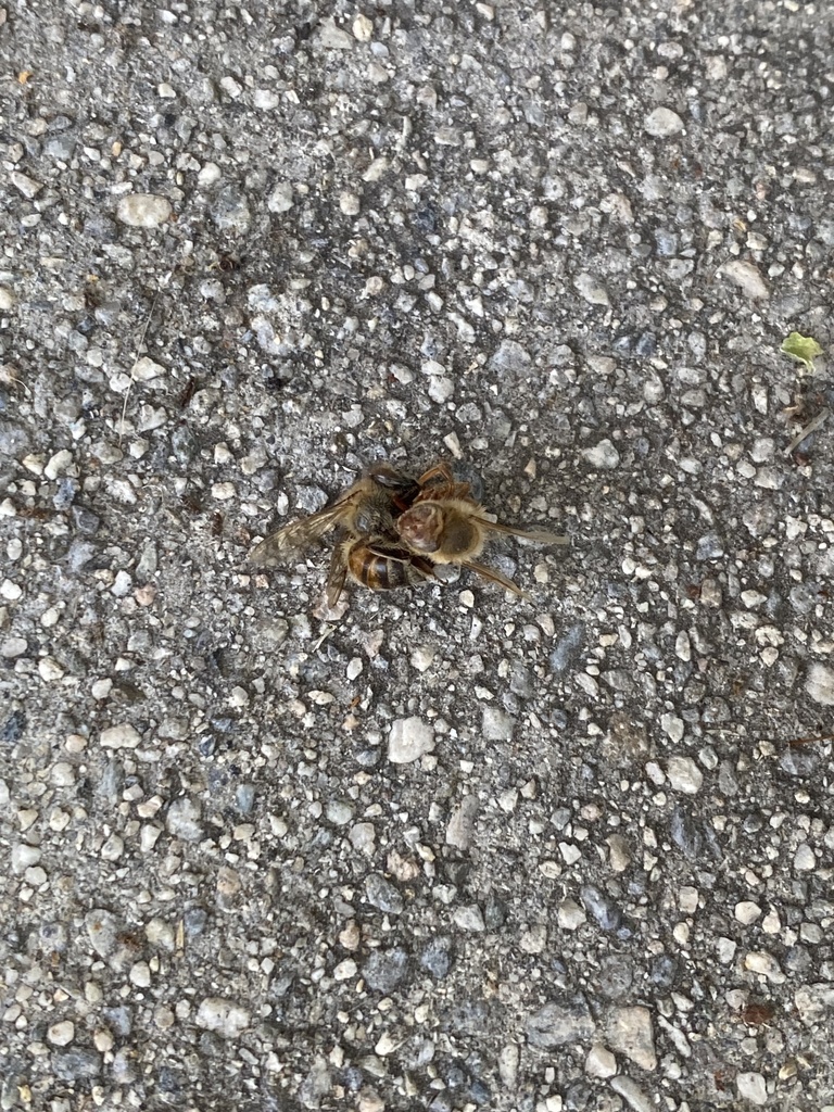 Western Honey Bee From Pasadena City College Pasadena CA US On Western honey bee from pasadena city college pasadena ca us on