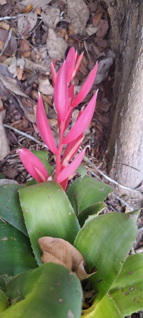 Billbergia lietzei