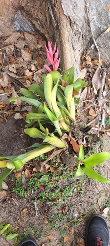 ‘Casa Blanca’ Billbergia (Billbergia lietzei)