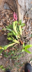 ‘casa Blanca’ Billbergia (Billbergia lietzei)