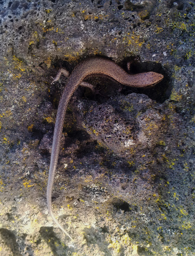 Lampropholis delicata