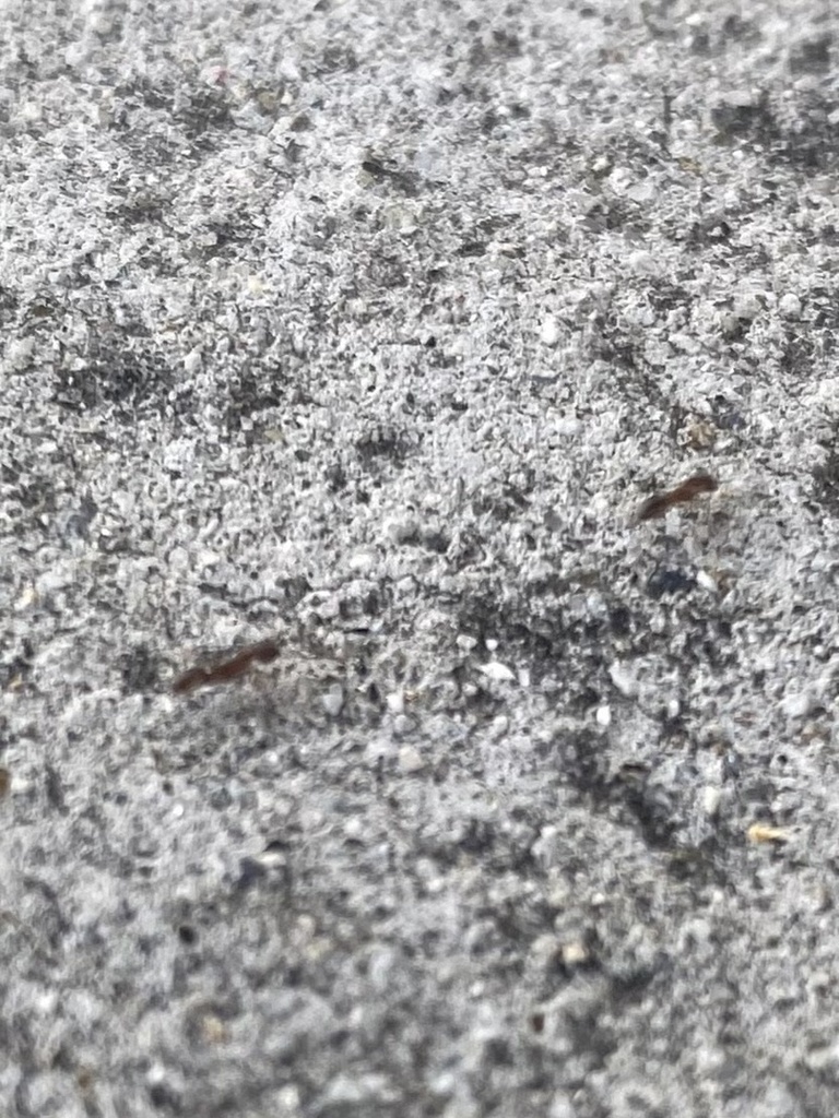 Argentine Ant From Pasadena City College Pasadena CA US On August 27 Argentine ant from pasadena city college pasadena ca us on august 27