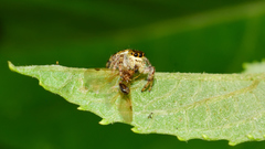 Paraphidippus aurantius