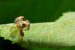 Paraphidippus aurantius