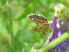 Spialia orbifer