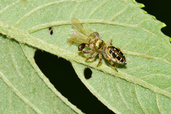 Paraphidippus aurantius