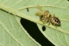 Paraphidippus aurantius