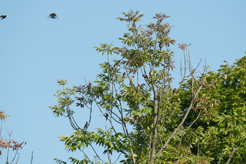 Cedar Waxwing photographed in Ohio