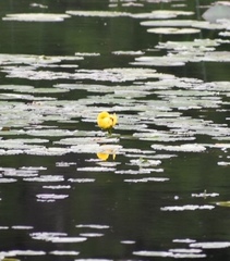 Nuphar variegata