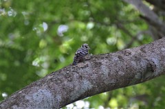 Dendrocopos analis