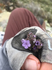 Phacelia floribunda