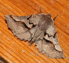 Drepanogynis sinuata