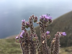 Phacelia floribunda